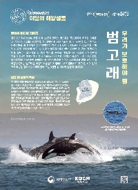 11월의 해양생물[범고래] 관련된 이미지 입니다