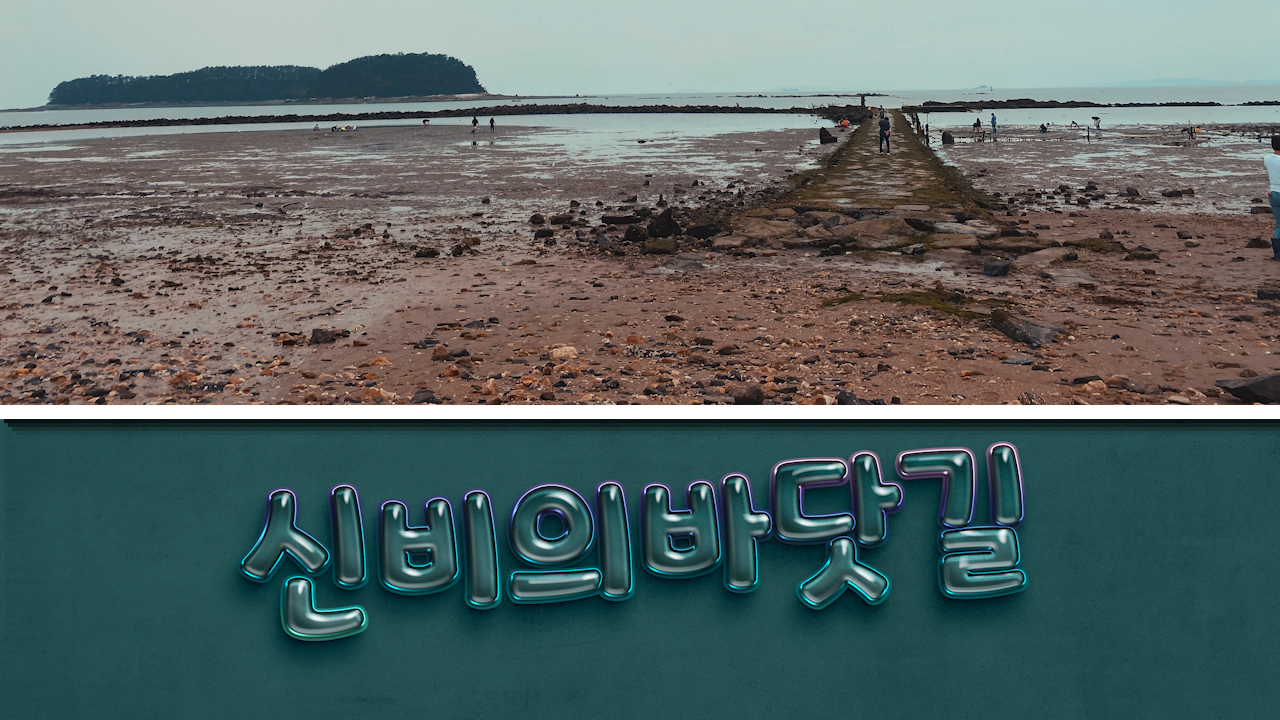 신비의바닷길체험