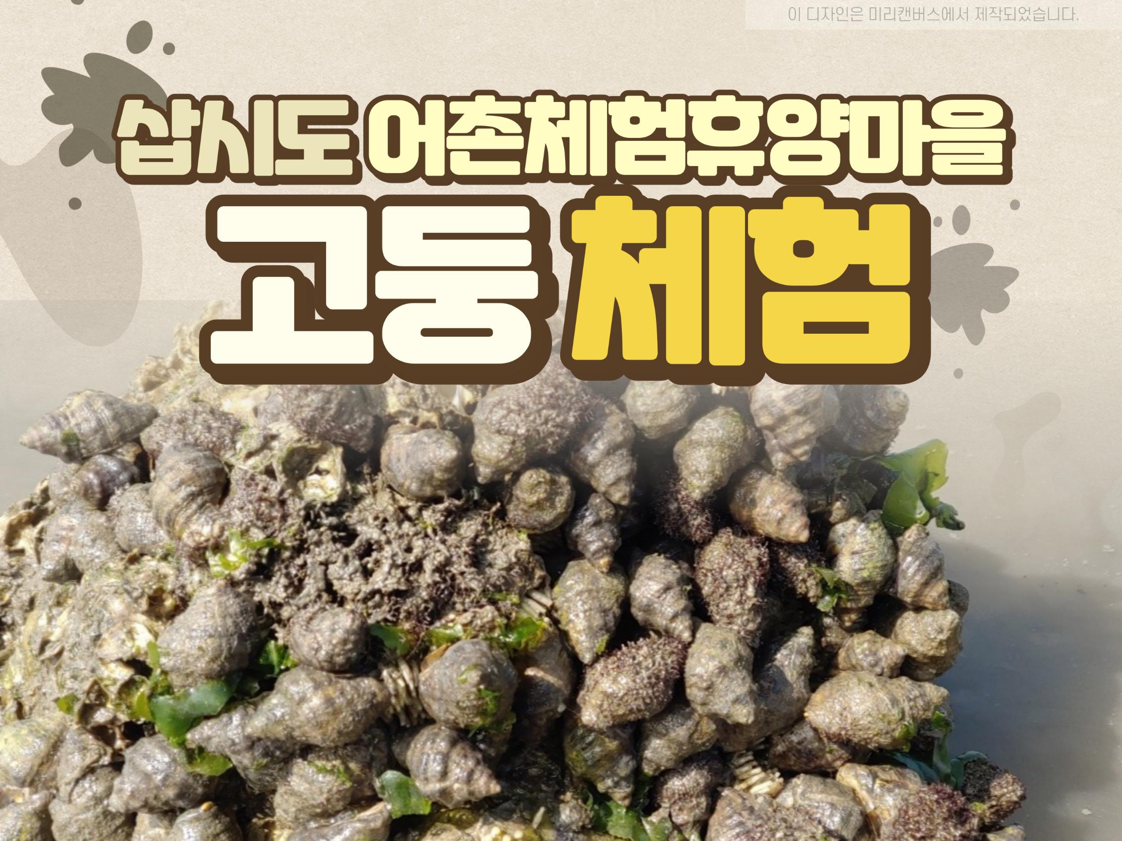 고둥체험