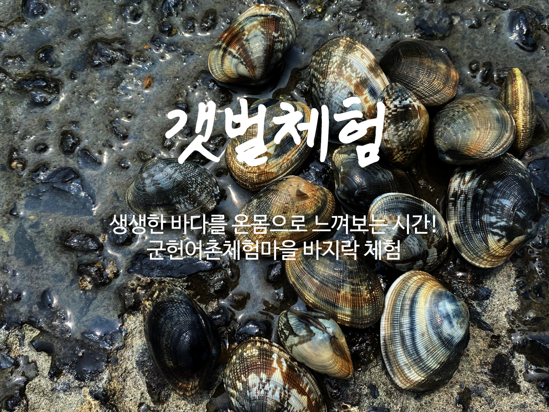 갯벌체험
