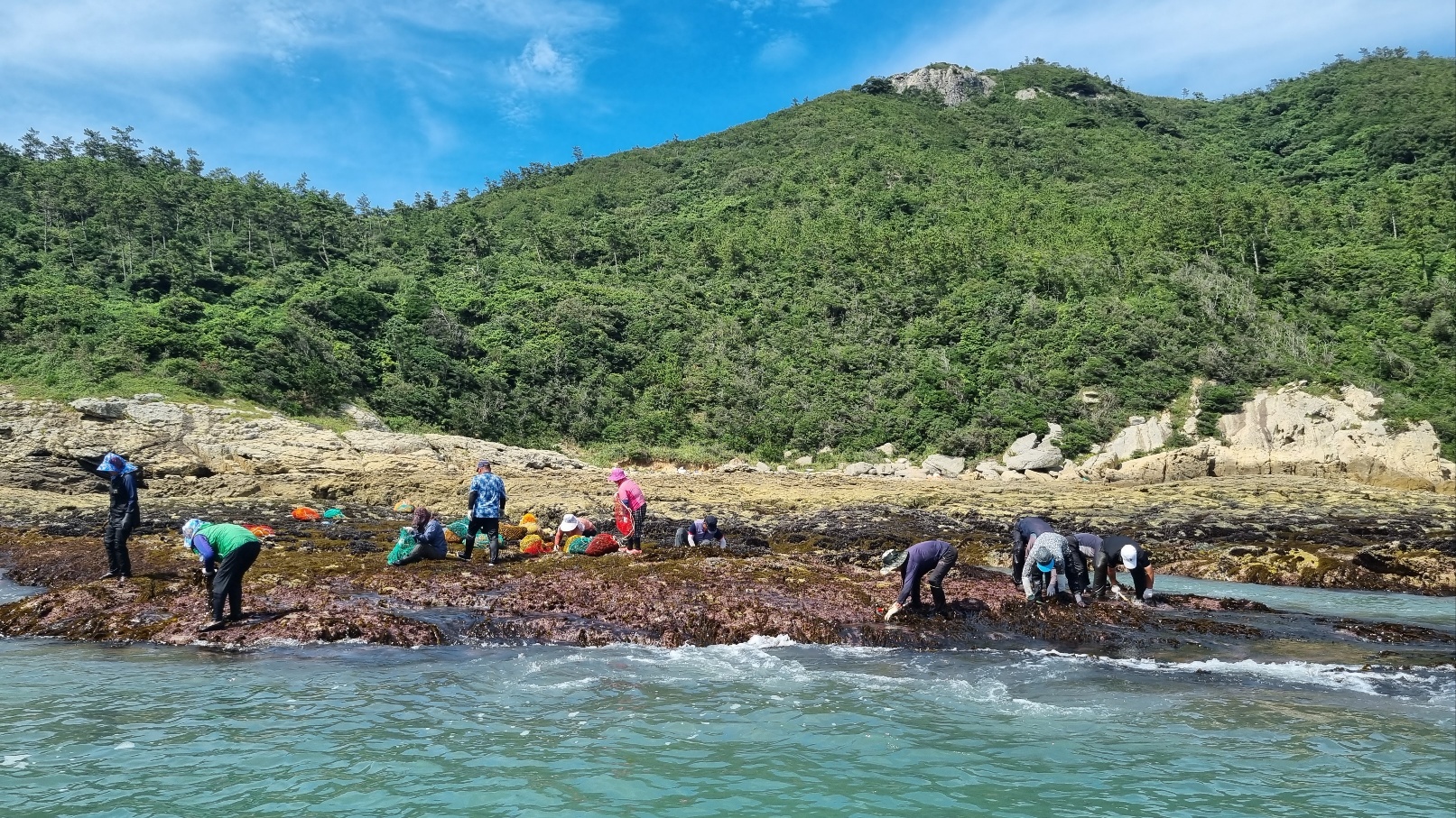 진도·신안 조간대 돌미역 채취어업 상세 사진 4