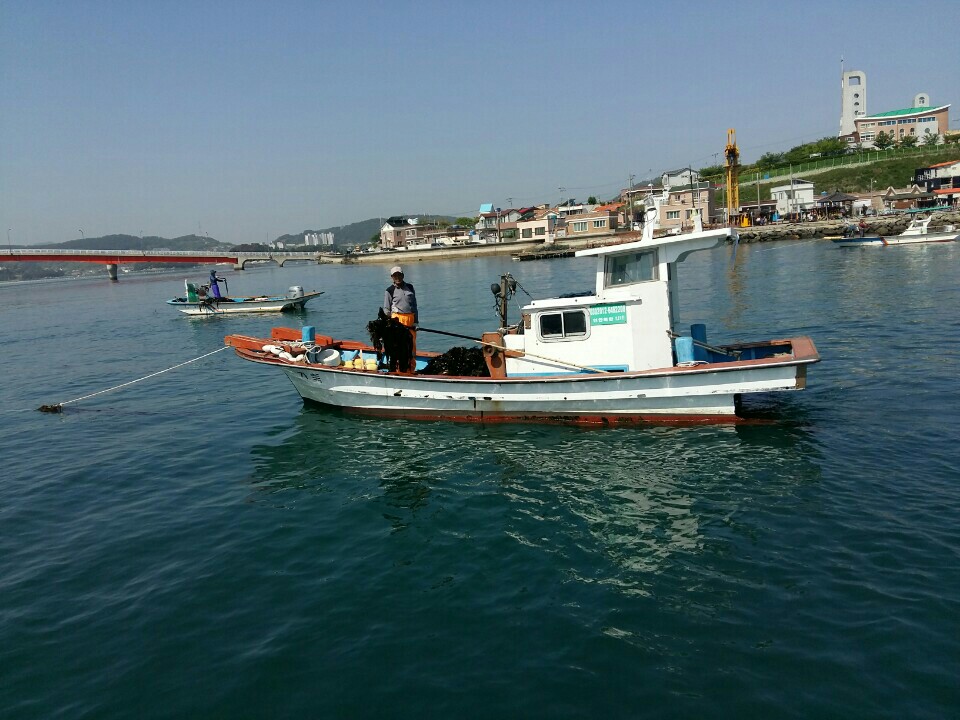 통영·거제 견내량 돌미역 채취어업 상세 사진 6