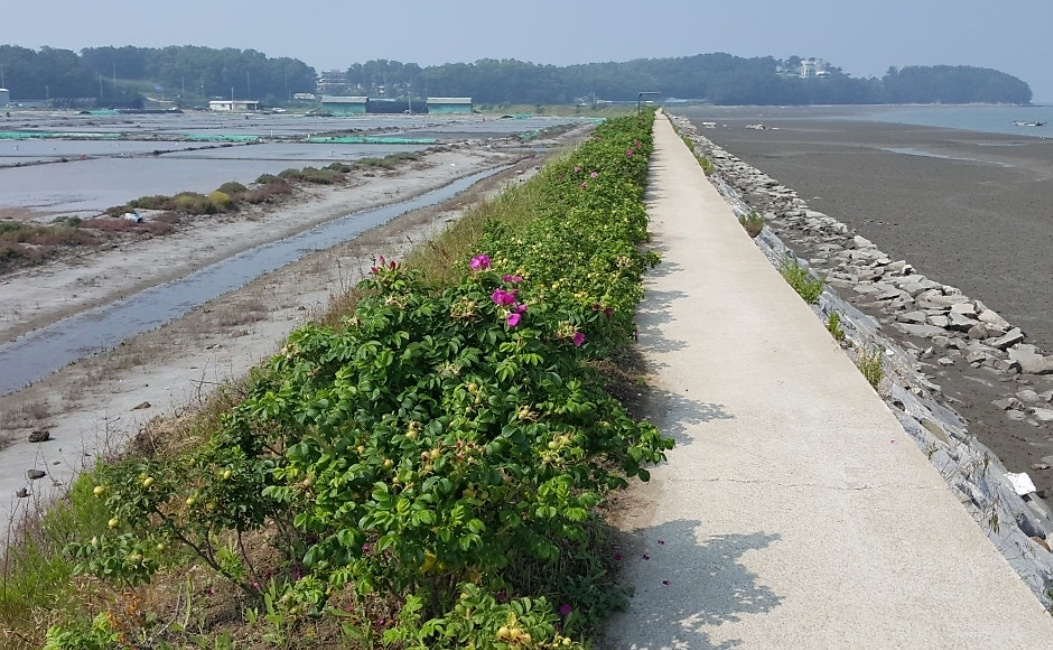 시도 해당화꽃길