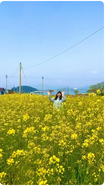 [어촌여행 숏폼영상] 샛노란 유채꽃 물결과 파아란 바다가 반겨주는 전라남도 강진군 #망호어촌체험휴양마을