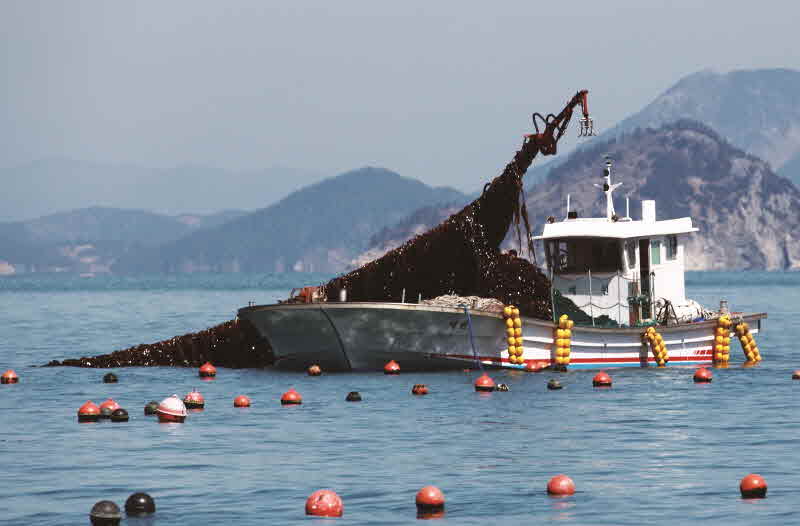 전남 완도 청산도