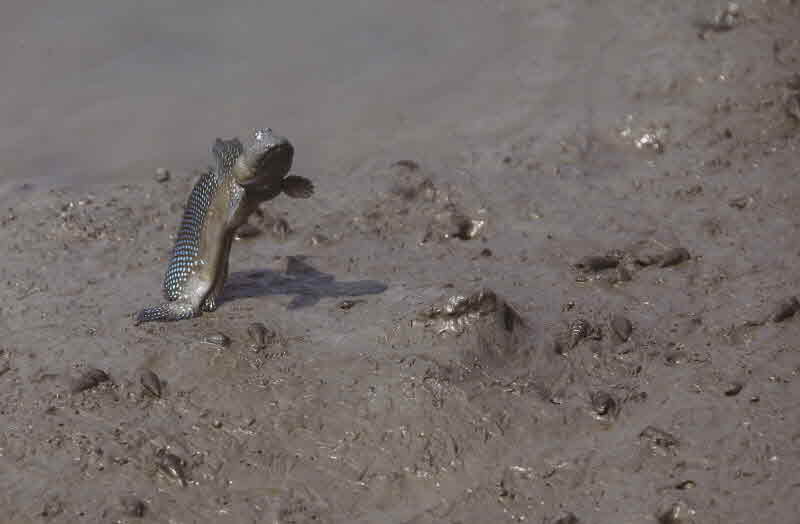 전남 신안 증도