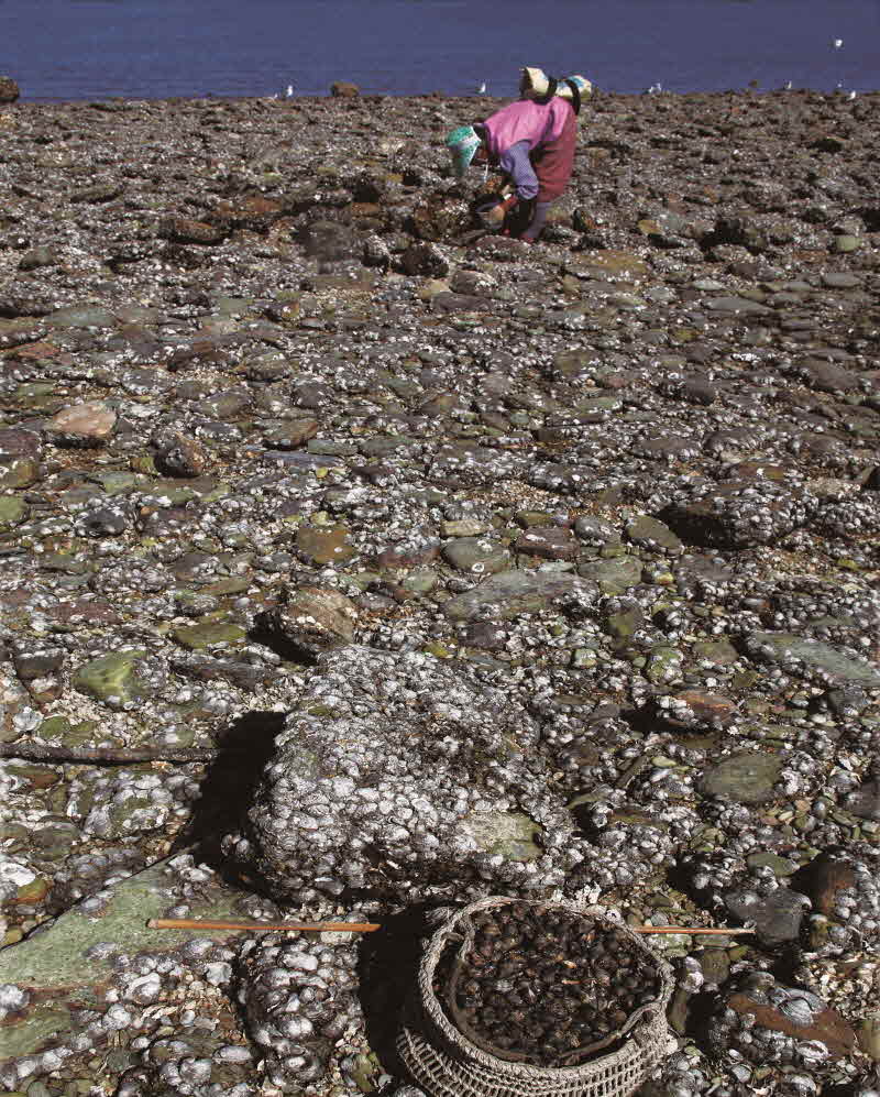 인천 옹진 연평도