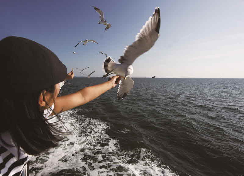 충남 보령 장고도