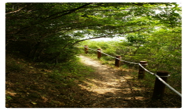 고래불해수욕장 해송림길