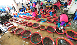 마량항위직판장