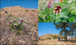 한재할미꽃공원