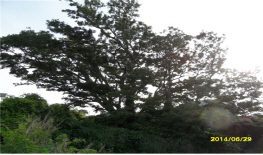 모감빌레 송씨할망당