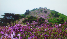 제암산 철쭉공원