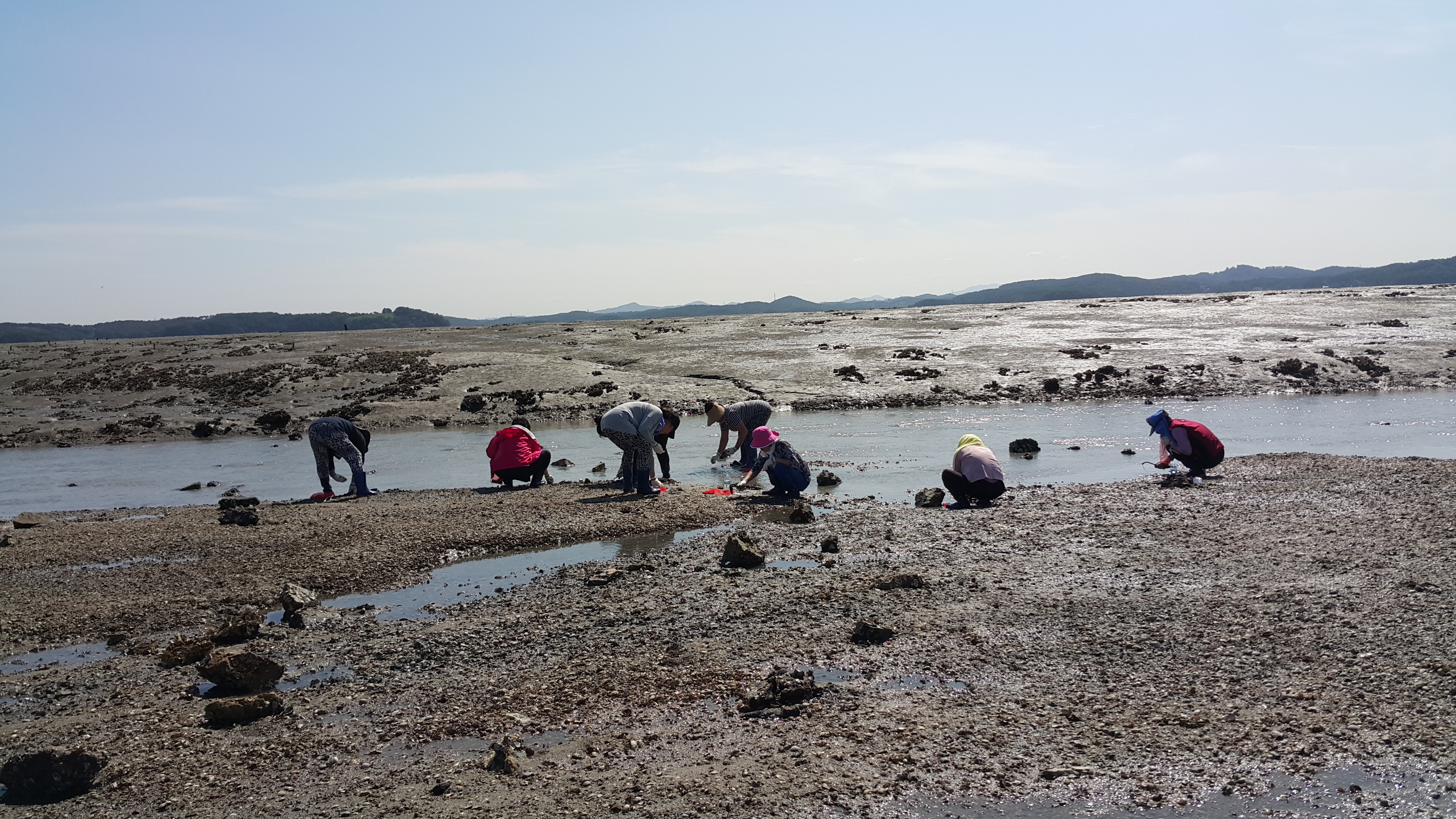 바지락캐기체험