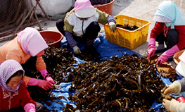 자연산미역건조체험