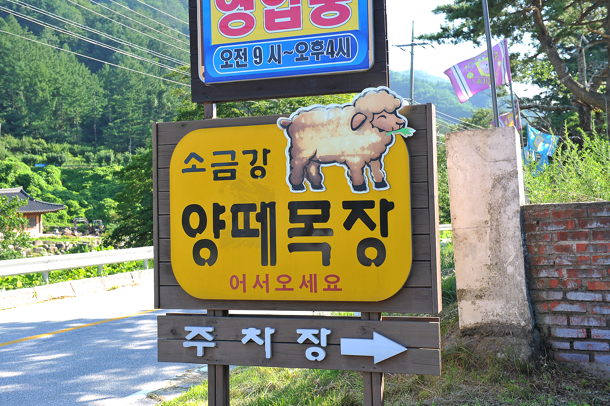 소금강 양떼목장