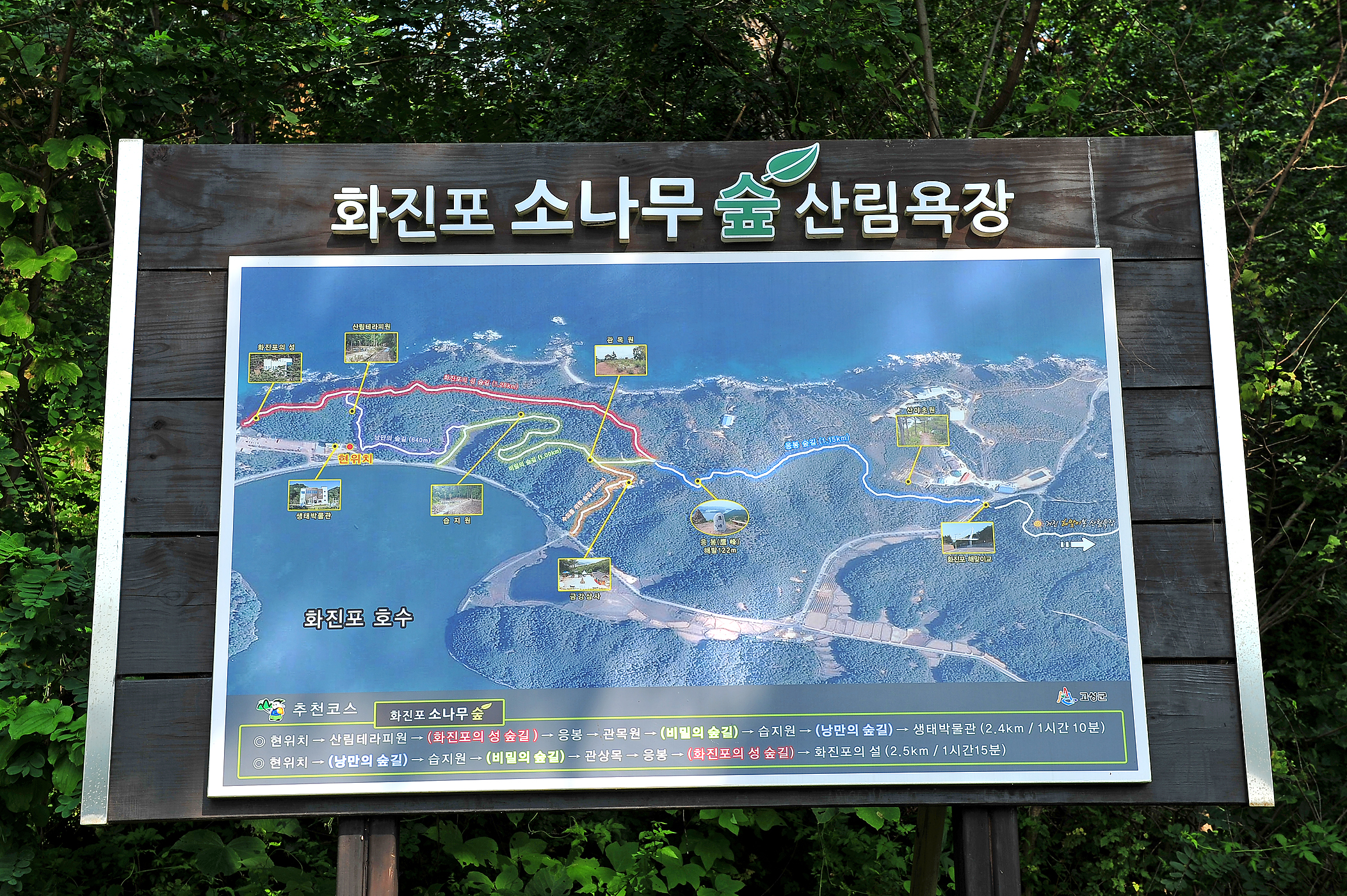 화진포 소나무숲 산림욕장
