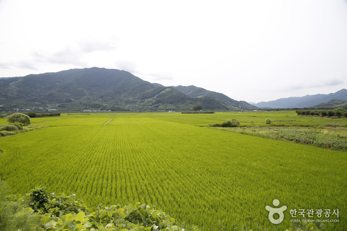 평사리 들판 - 내 약혼녀 이야기 촬영지
