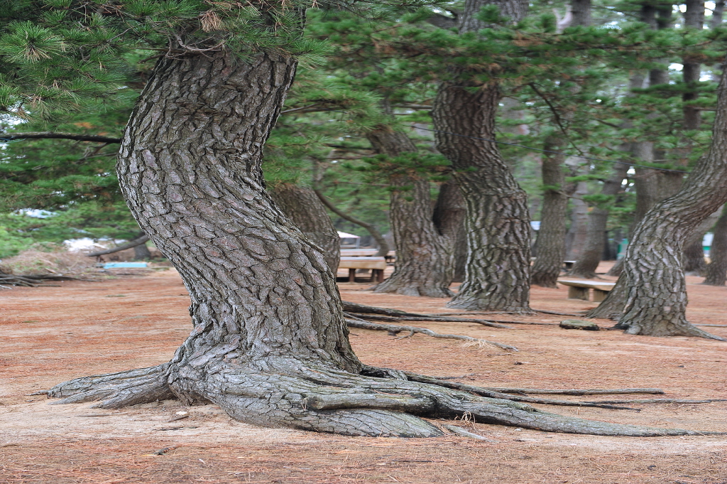 궁평리해수욕장