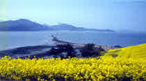 모도