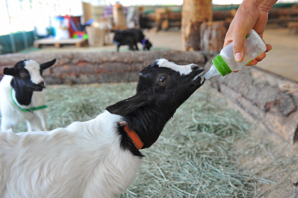 강화 아기동물원